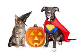 Picture for category Seasonal Products - Halloween 